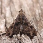 Faint-spotted Palthis -8398