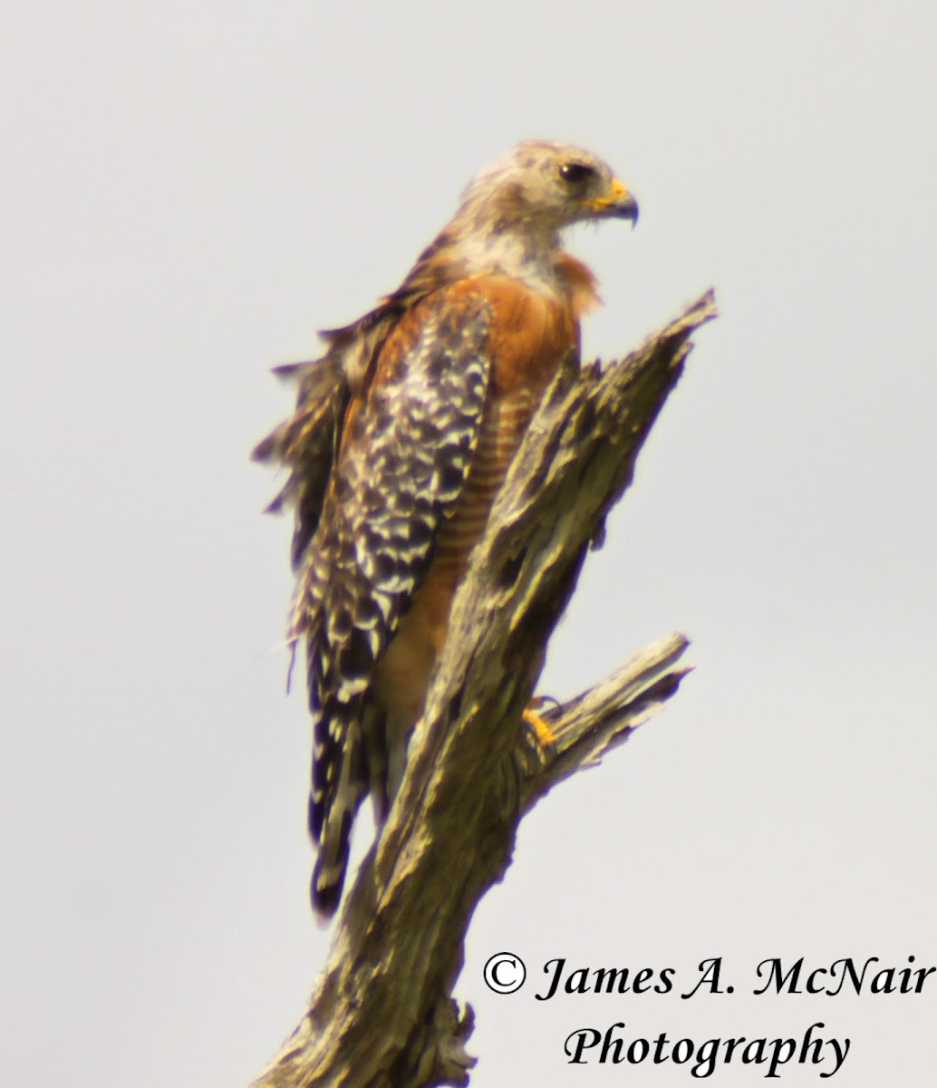 Red-shouldered Hawk