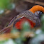 Red-tailed Laughingthrush