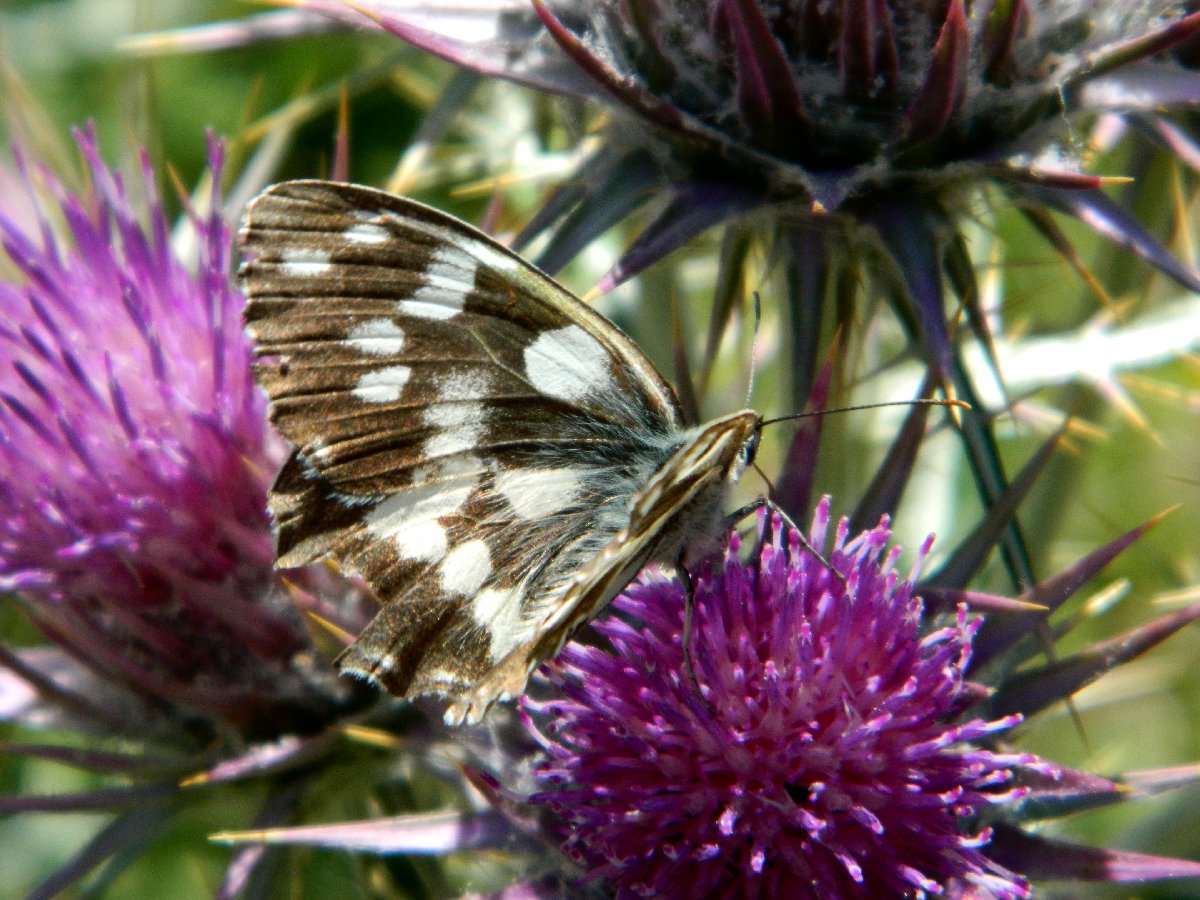 The marbled white