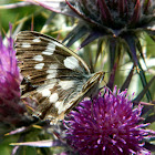 The marbled white