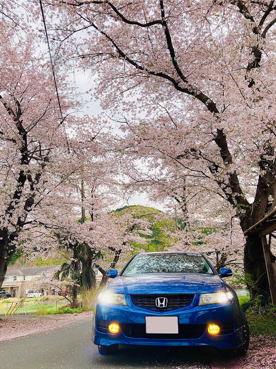 アコード ユーロRのアコード・CL7・桜と愛車に関するカスタム事例の投稿画像1枚目