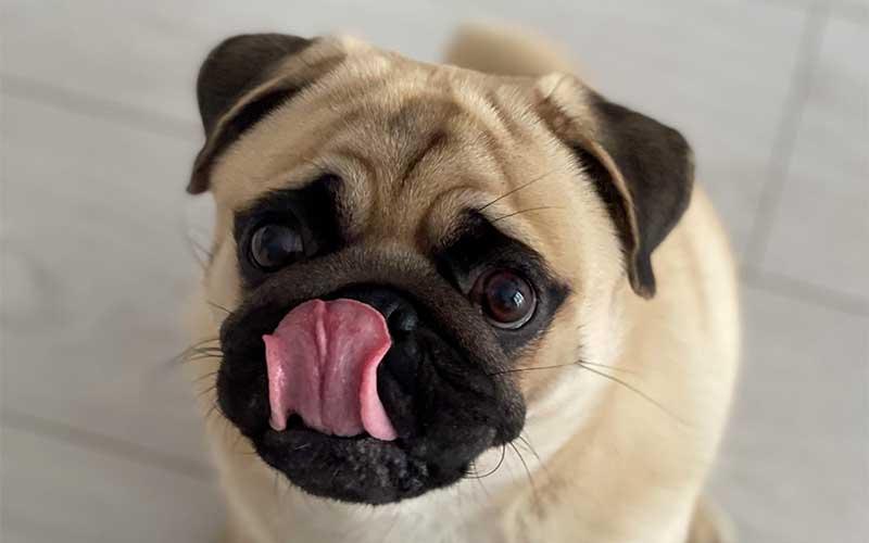 12 Reasons Dogs Lick Excessively and When to be Concerned