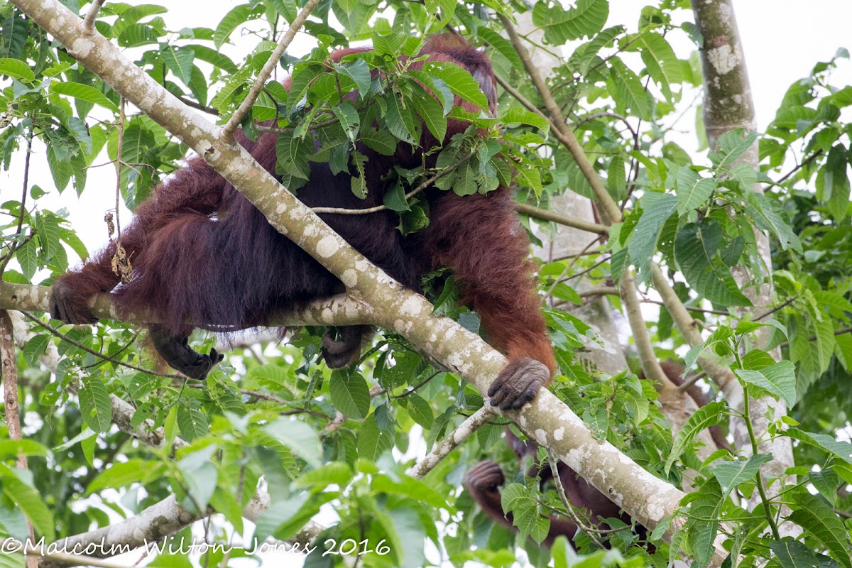 Orangutan