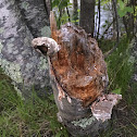 Fomitopsis betulina