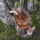 Fomitopsis betulina