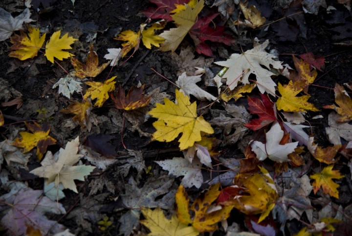 Les feuilles mortes di Tiziana Detoni