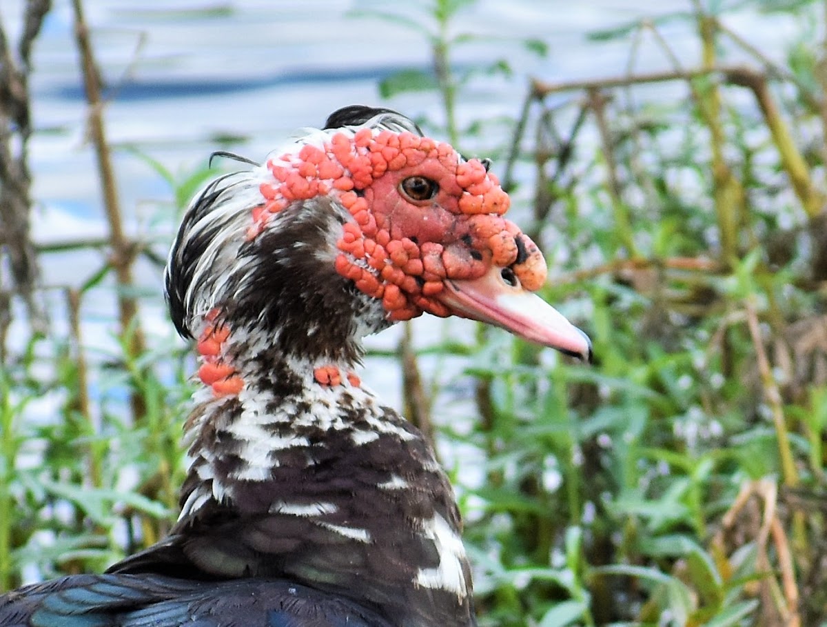 Muscovy duck (male)