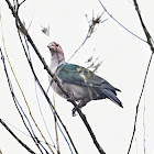 Green Imperial Pigeon