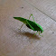 Bush Cricket