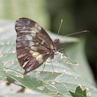 Cloud forest mimic white