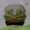 American Bullfrog (Large-sized)