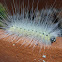 Fall Webworm Moth Caterpillar