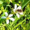 Large Bee-fly