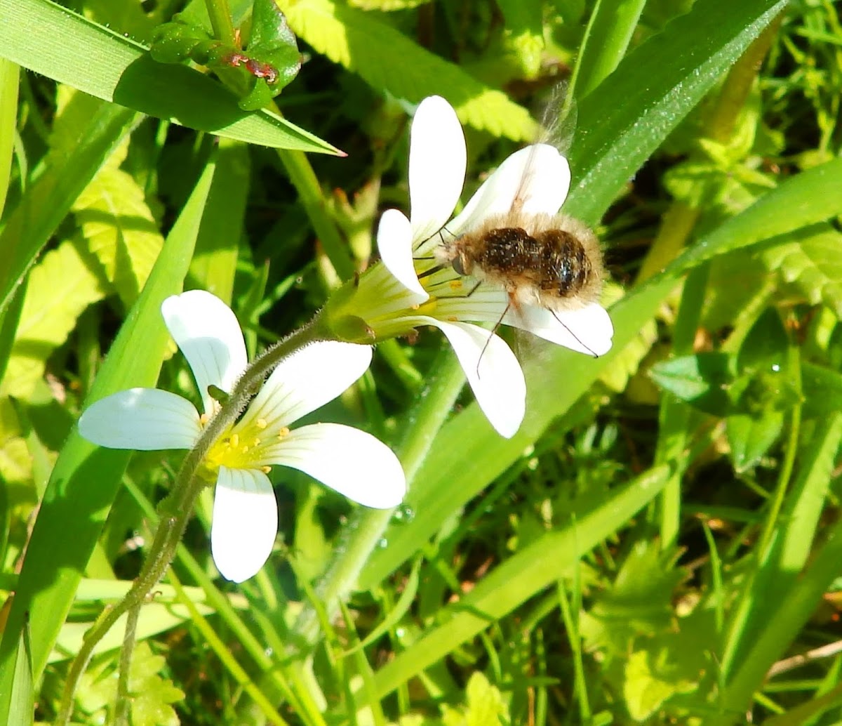 Large Bee-fly