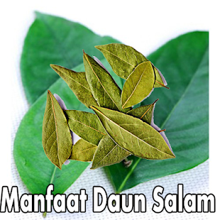 Manfaat Daun Salam(圖3)-速報App
