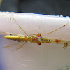 Green and Red Long-jawed Orbweaver