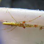 Green and Red Long-jawed Orbweaver