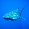 Whale shark