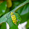 Flat-faced longhorn Beetle