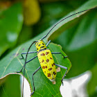 Flat-faced longhorn Beetle