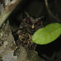 Palawan Scops Owl