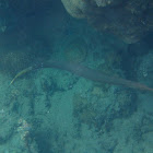 Trumpetfish