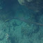 Trumpetfish