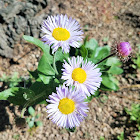 Running Fleabane