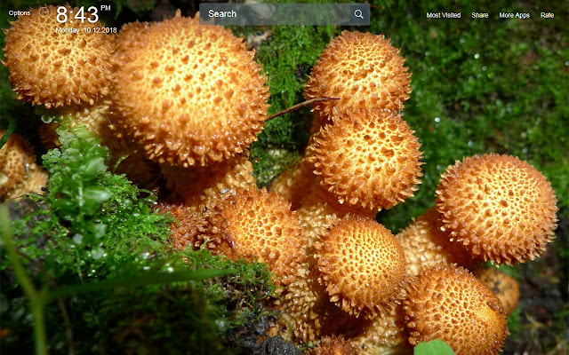 Mashrooms Wallpapers Theme New Tab