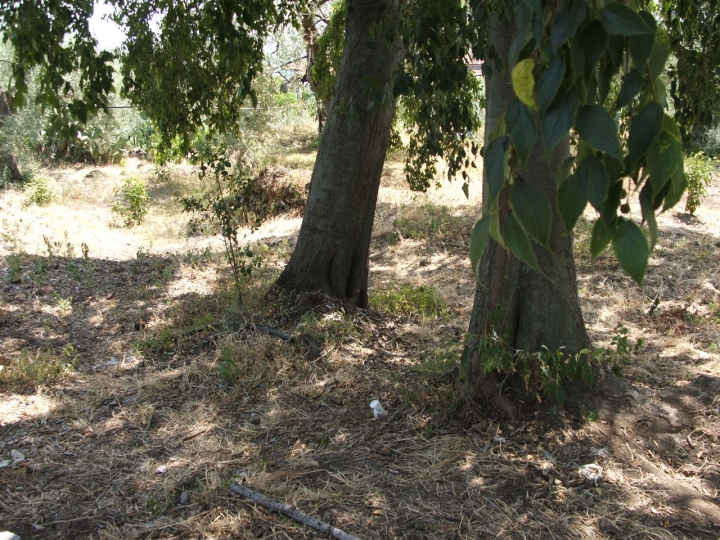 I saggi della natura di giupè