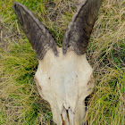 Himalayan tahr