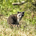 Raccoon