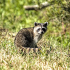 Raccoon