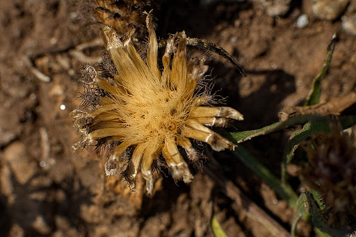 Centaurea gallaecica