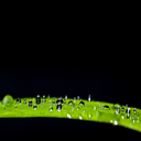 Dark version of a Water Drop on leaf