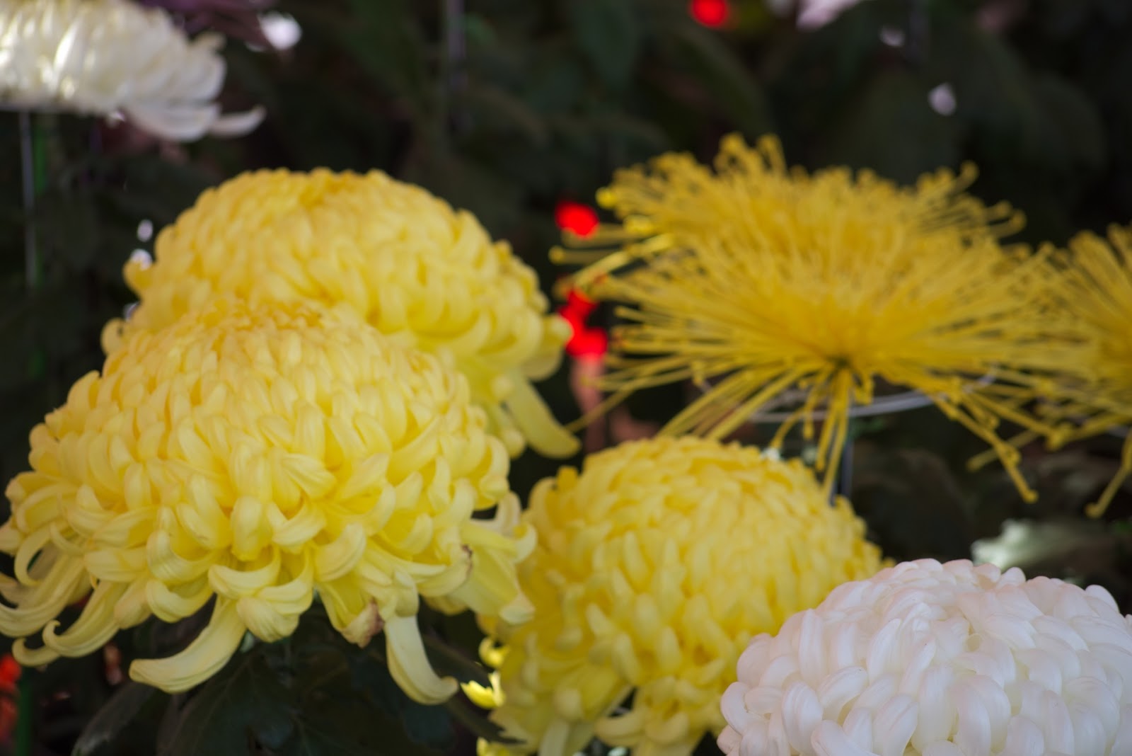 自宅の庭でもチャレンジできる「花き栽培」