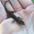 Brown Anole