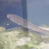 Snakehead