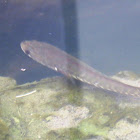 Snakehead