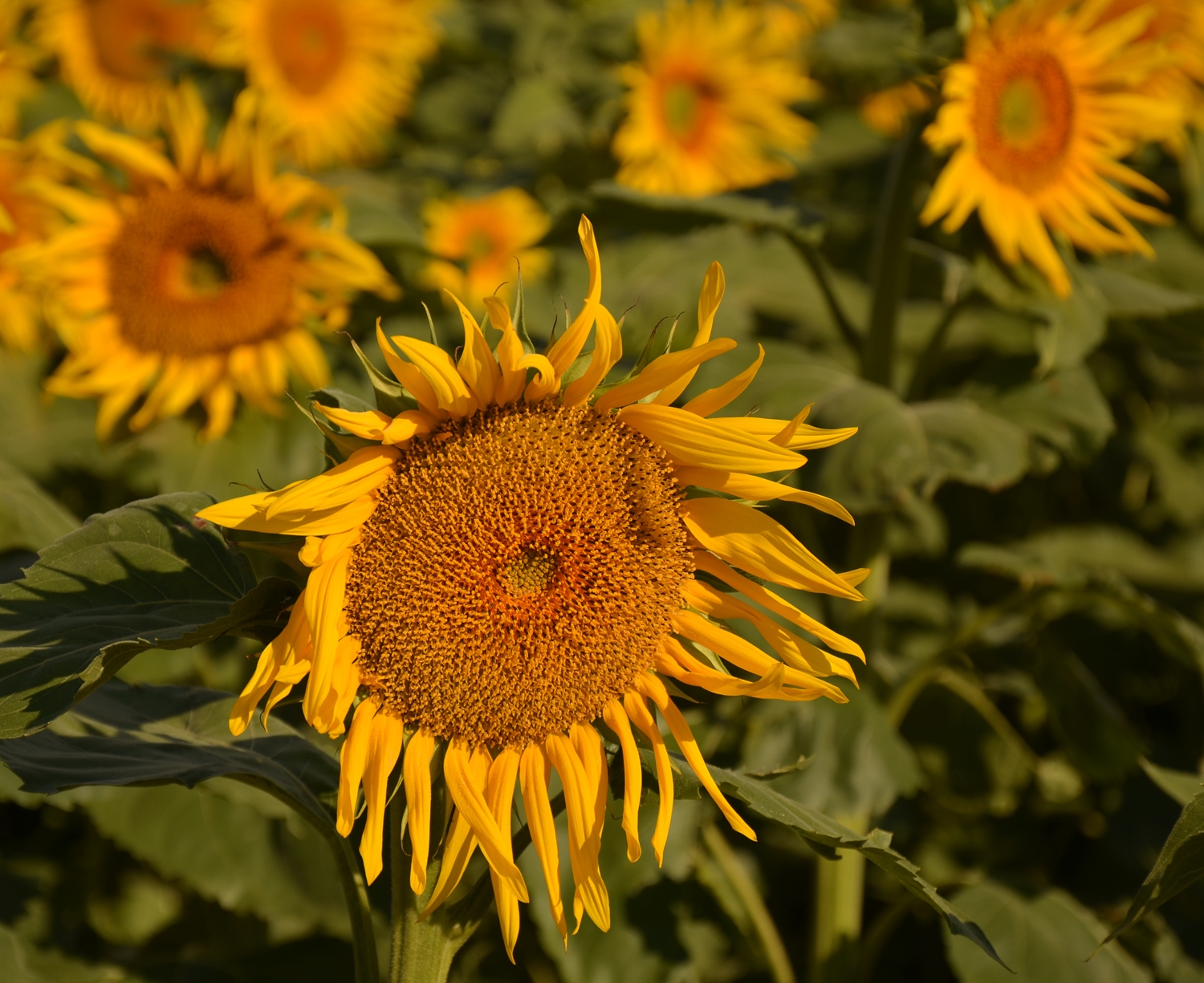 TOURNESOL di tizianadesy