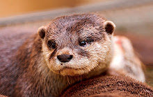 Otter Wallpapers New Tab Theme small promo image