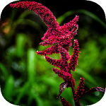 Cover Image of Tải xuống Amaranthus (Prince's Feather) Wallpaper 1.0 APK