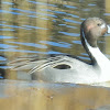 Northern pintail