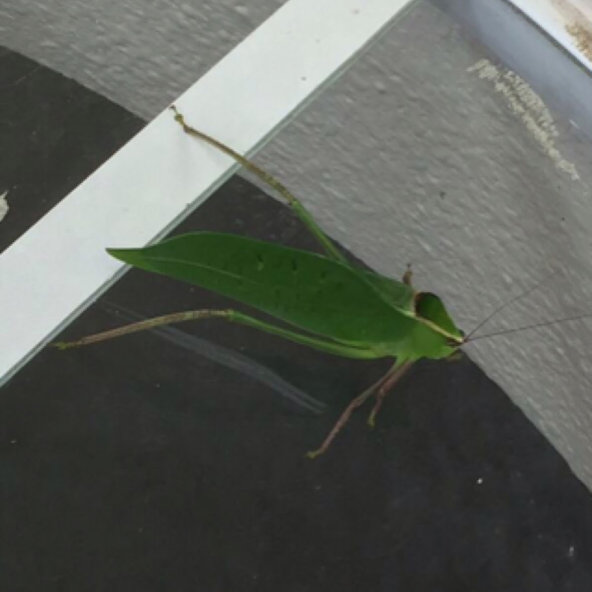 Katydid