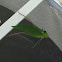 Katydid