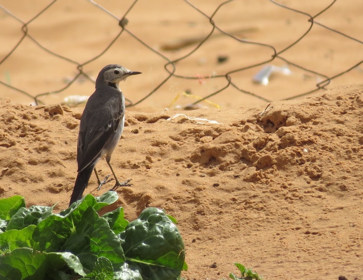 White wagtail