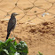 White wagtail