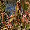 Hooded Pitcherplant