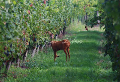 Vineyard with pool and outbuildings 4